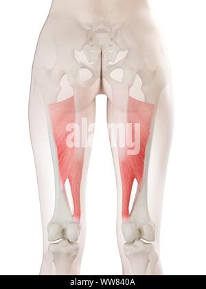 Adductor magnus Muskel, Abbildung Stockfoto