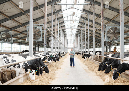 Zwei lange Reihen von Milch Kühe essen frisches Heu und männlichen Arbeitnehmer von Bauernhaus Stockfoto