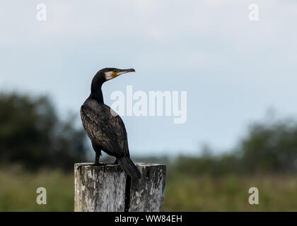 Kormoran auf einem Pfosten im Meer bei caistor am Ende der Zickzack Buhnen mit Windkraftanlagen im Meer in der Ferne Stockfoto