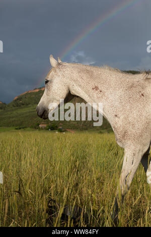 Seitenansicht des Pferd mit Regenbogen in einem Feld Stockfoto