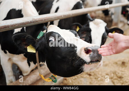 Schwarz-weiße Milch Kuh hinter dem Zaun berühren hand Bauernhaus Arbeitnehmer Stockfoto