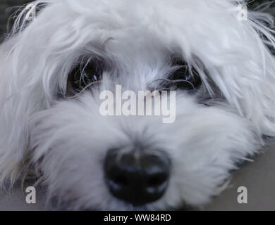 Adorable Malteser Welpe Hund, den Sie direkt auf die Augen Stockfoto