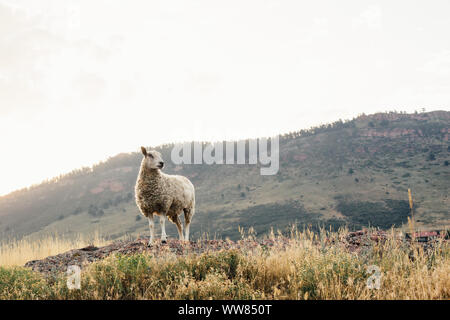 Schaf stehend im Feld mit Bergen im Hintergrund Stockfoto