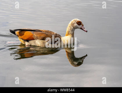 Nilgans Baden am Fluss in Norfolk mit einem Spiegelbild im Wasser. Stockfoto