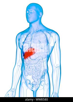 Kranke Leber, konzeptionelle Darstellung Stockfoto