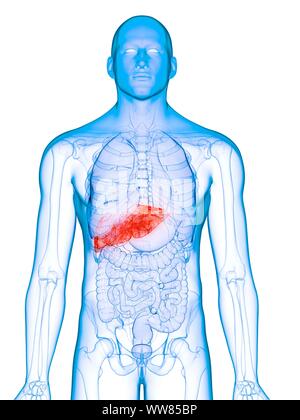 Kranke Leber, konzeptionelle Darstellung Stockfoto