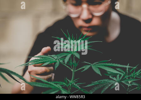 Die Landwirte untersucht das Wachstum von frischem Marihuana für medizinische Stockfoto
