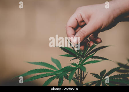 Die Landwirte untersucht das Wachstum von frischem Marihuana für medizinische Stockfoto