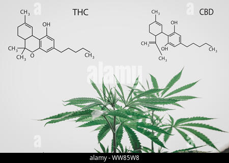 Formulierung der CBD Industrie, Cannabis Industrie, Wachstum von ca Stockfoto