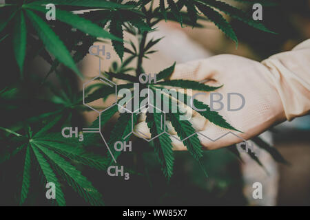 Formulierung der CBD Industrie, Cannabis Industrie, Wachstum von ca Stockfoto