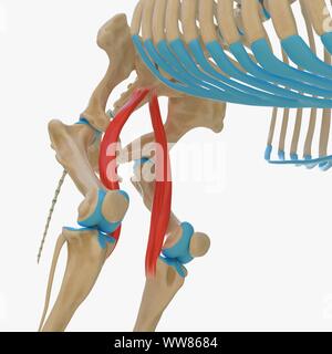Pferd sartorius Muskel, Abbildung Stockfoto