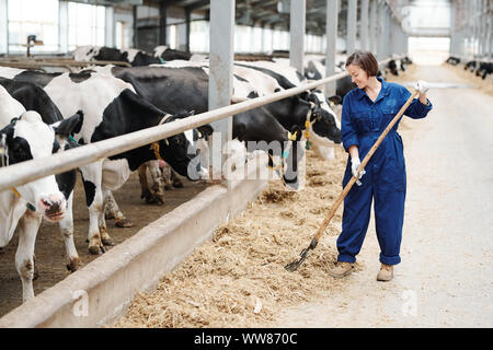 Glückliche junge Bauern oder Arbeiter der zeitgenössischen Dairy Farm arbeiten mit Mistgabel Stockfoto