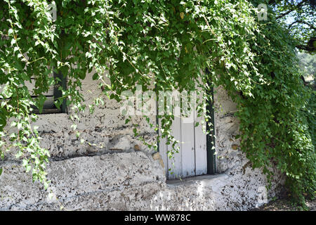 Efeu bedeckt Gebäude Stockfoto
