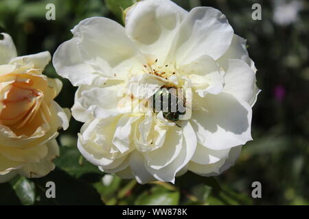 Das Bild zeigt eine rose Käfer in eine weiße Rose blühen. Stockfoto
