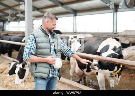 Junge Arbeitnehmer der zeitgenössischen Bauernhaus mit Krug Milch das Berühren einer der Kühe Stockfoto