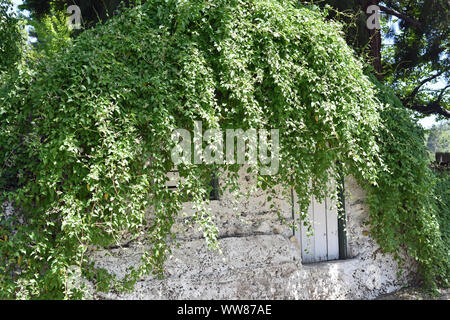 Efeu bedeckt Gebäude Stockfoto