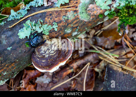 Halterung Pilz wächst auf einem alten Holz stumpf. Parasiten Fütterung auf Holz im Wald. Herbst Saison. Stockfoto