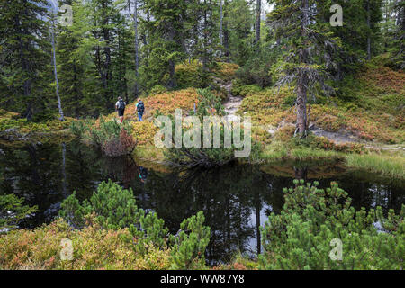 Wanderer im Rauriser Urwald, Wald und Moor Pools, HÃ¼ttwinkltal, Nationalpark Hohe Tauern Raurisertal, Kolm Saigurn, Salzburg, Österreich, September 2018 Stockfoto