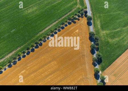 Felder und Wiesen, Feldwege, geometrische Formen, Alte Beckumer Straße, Im Schliek, Rosendahl, Ahlen, Ruhrgebiet, Nordrhein-Westfalen, Deutschland Stockfoto