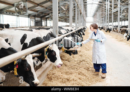 Junge weibliche Pflegeperson von großen Bauernhaus das Berühren einer von Milchkühen während der Arbeit Stockfoto