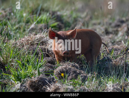 Tamworth Schwein (Sus scrofa domesticus), Dumfries SW Schottland Stockfoto