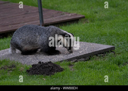 Dachs (Meles meles) Fütterung unter einem Vogel Futterstelle im Garten, im Tageslicht, Dumfries SW Schottland Stockfoto