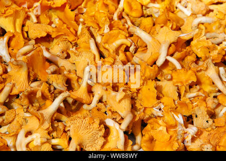 Hintergrund der orange Pfifferlingen Stockfoto