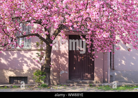Rosa Sakura (Zierkirsche) Blüte Baum vor der Tür des Gebäudes in Uzhgorod, Ukraine Stockfoto