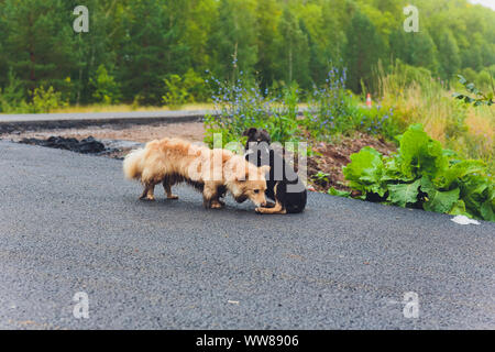 Zwei dumme Köter spielen Kämpfen auf grasbewachsenen Böschung vor einem Teich Stockfoto