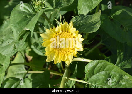 Sonnenblumen Sonnenblumen auf einem Bauernhof Stockfoto