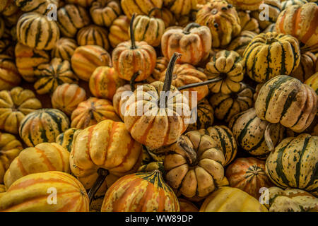 Ein Haufen von Mini gestreifter Kürbis Kürbisse in einem Verschlag auf dem Hof im Herbst close up Stockfoto