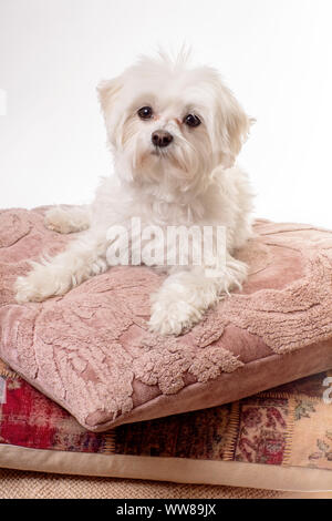 Porträt einer Maltesischen Hund Stockfoto