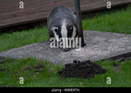 Dachs (Meles meles) Fütterung unter einem Vogel Futterstelle im Garten, im Tageslicht, Dumfries SW Schottland Stockfoto