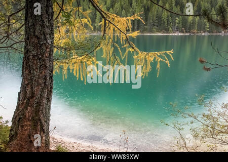 Herbst Wanderung rund um den Pragser Wildsee in den Dolomiten, Italien, Lärche im Herbst - Gelb am Ufer, Farbkontrast gelb-türkis Stockfoto