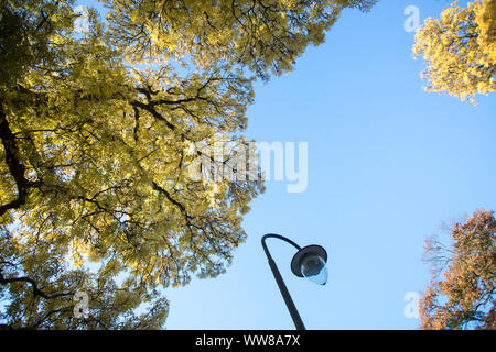 Niederlande, Groningen, Ansicht von unten in die Bäume im Herbst Stockfoto
