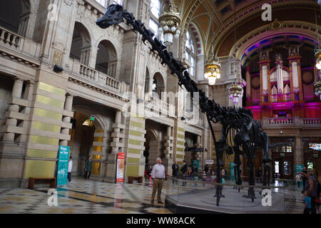 Dippy auf Anzeige in der Kelvingrove Art Gallery und Museum. Das Natural History Museum von iconic Diplodocus cast Stockfoto