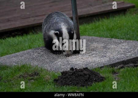 Dachs (Meles meles) Fütterung unter einem Vogel Futterstelle im Garten, im Tageslicht, Dumfries SW Schottland Stockfoto