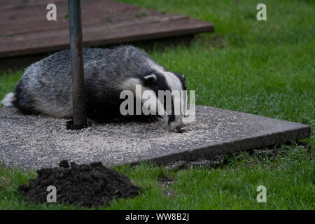 Dachs (Meles meles) Fütterung unter einem Vogel Futterstelle im Garten, im Tageslicht, Dumfries SW Schottland Stockfoto