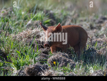 Tamworth Schwein (Sus scrofa domesticus), Dumfries SW Schottland Stockfoto