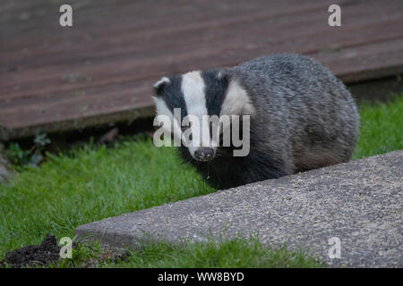 Dachs (Meles meles) Fütterung unter einem Vogel Futterstelle im Garten, im Tageslicht, Dumfries SW Schottland Stockfoto