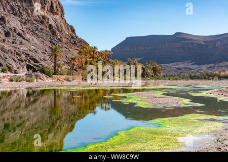 Frische Flusses im schönen Oase in der Wüste Natur Landschaft in der Nähe von Oasis De Fint Ourzazate in Marokko, Nordafrika Stockfoto