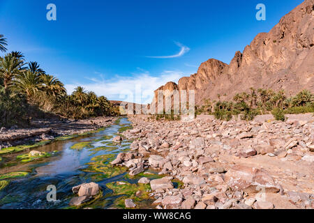 Frische Flusses im schönen Oase in der Wüste Natur Landschaft in der Nähe von Oasis De Fint Ourzazate in Marokko, Nordafrika Stockfoto