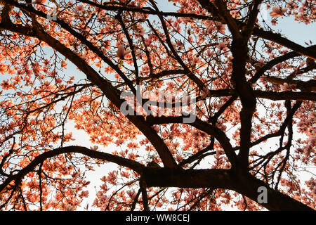 Magnolienbaum in voller Blüte Stockfoto