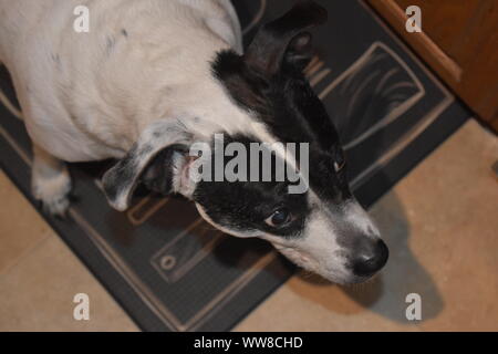 Schwarze und weisse Boxer Hunderasse. Aus dem Tierheim gerettet. Stockfoto