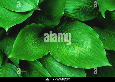 Frische grüne Blätter mit Regentropfen. Close Up. Stockfoto