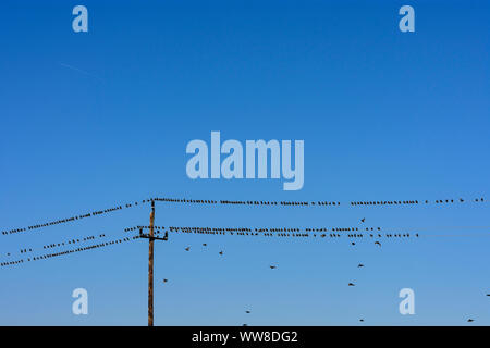 Illmitz, Vögel Schwarm von common Starling (Stern, Sturnus vulgaris) sitzen auf Überlandleitungen aufgereiht, Nationalpark Neusiedler See - Seewinkel, Burgenland, Österreich Stockfoto