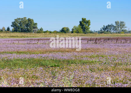 Illmitz, blühende Wiese mit Meer aster, Seashore, Strand-Aster aster Tripolium (pannonicum, Aster tripolium L., Salz-Aster, Pannonien-Salzaster), Nationalpark Neusiedler See - Seewinkel, Burgenland, Österreich Stockfoto