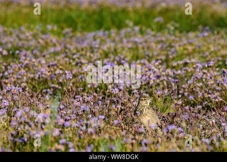 Illmitz, Crested Lark, Haubenlerche (Galerida cristata), blühende Wiese mit Meer aster, Seashore, Strand-Aster aster Tripolium (pannonicum, Aster tripolium L., Salz-Aster, Pannonien-Salzaster), Nationalpark Neusiedler See - Seewinkel, Burgenland, Österreich Stockfoto