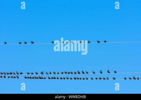 Illmitz, Vögel Schwarm von common Starling (Stern, Sturnus vulgaris) sitzen auf Überlandleitungen aufgereiht, Nationalpark Neusiedler See - Seewinkel, Burgenland, Österreich Stockfoto