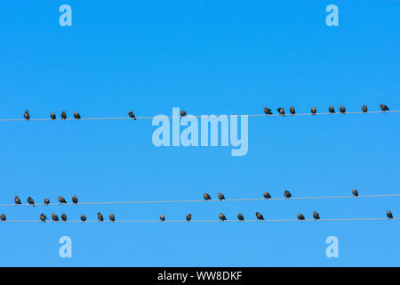 Illmitz, Vögel Schwarm von common Starling (Stern, Sturnus vulgaris) sitzen auf Überlandleitungen aufgereiht, Nationalpark Neusiedler See - Seewinkel, Burgenland, Österreich Stockfoto